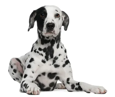 pavimenti per cani