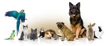 pavimenti per animali pavimento antiscivolo per cani pavimenti per allevamenti