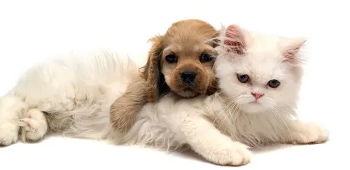pavimento per cani migliore pavimento per cani, agility dog, palestra cani, sport cani, ambulatorio veterinario