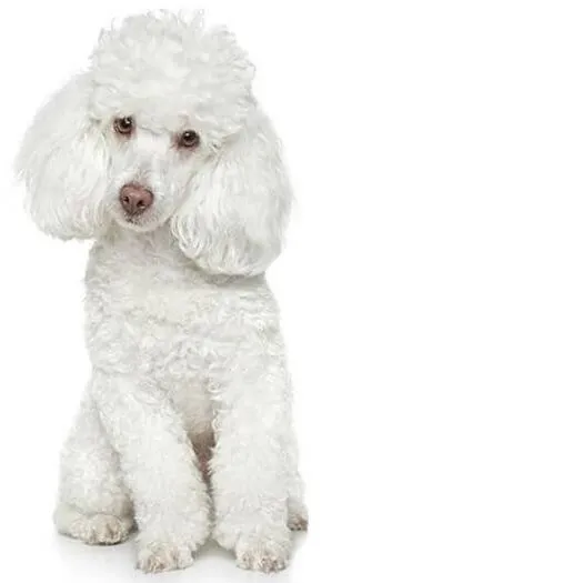 pavimento per cani in gomma