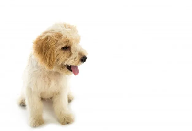 pavimento per cani migliore pavimento per cani, agility dog, palestra cani, sport cani, ambulatorio veterinario