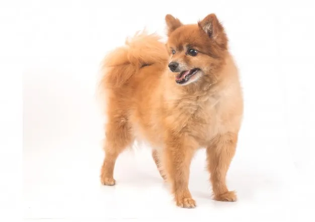 pavimenti per cani migliore pavimento per cani, agility dog, palestra cani, sport cani, ambulatorio veterinario