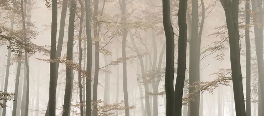 ALBERI FORESTA 74 | Carta da parati con sagome di alberi