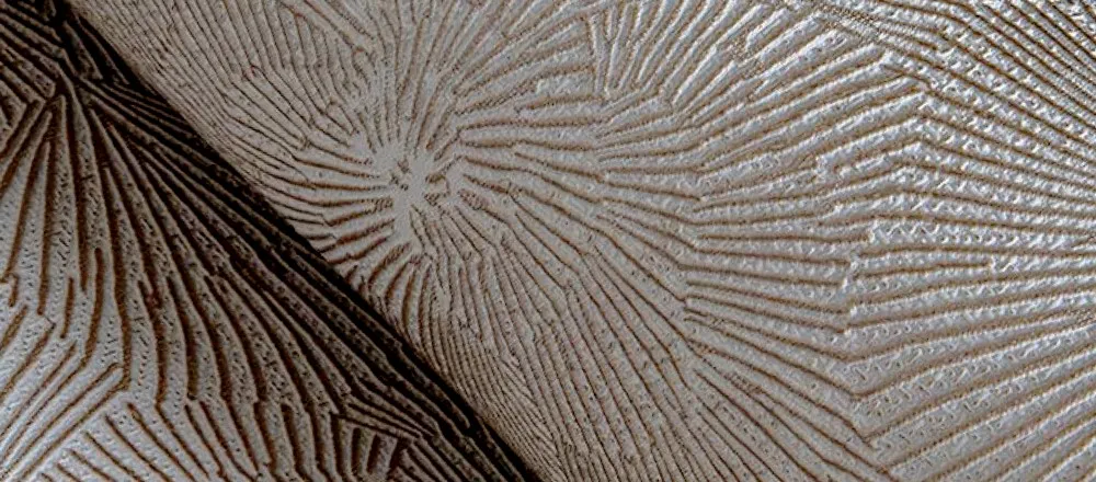 TEX 320 | Carta da parati materia con fiori stilizzati