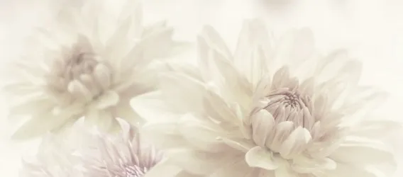 FLOWER - DAHLIA NG | Carta da parati con grandi fiori chiari