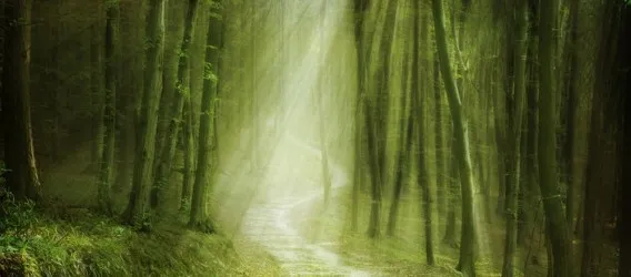 FORESTA 143 | Carta parati bosco alberi sole