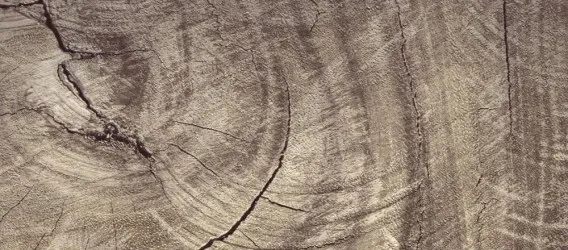 VITA  UNO | Carta da parati soggetto tronco di legno