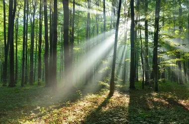 ALBEGGIA NELLA FORESTA  | Carta da parati foresta - Cod.330